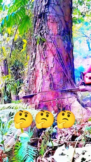 First step falling tree!#tree #trees #wood #woodworking #treefelling #treecutting #shorts