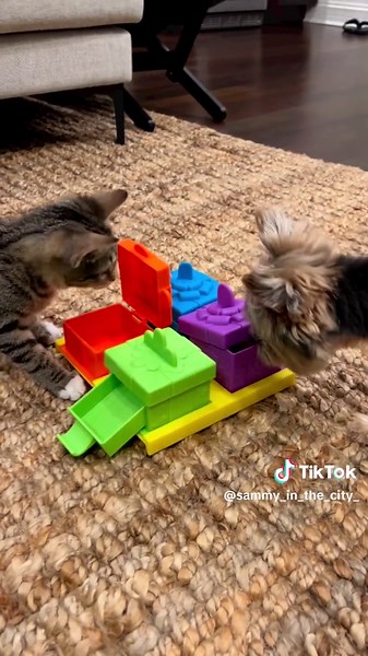 Playful Interaction Between Teacup Yorkie Puppy and Kitten
