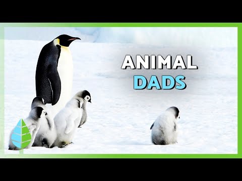 Top 10 Animal Dads 🐧🐺 | Incredible Parenting in the Wild