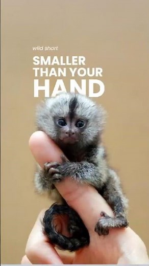 The World’s Smallest Monkey Is Smaller Than Your Hand