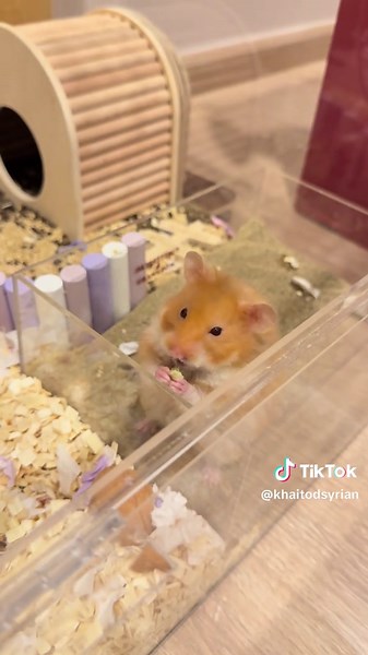 4 months already ja #friedchicken #hamster #4monthsold #fypシ゚