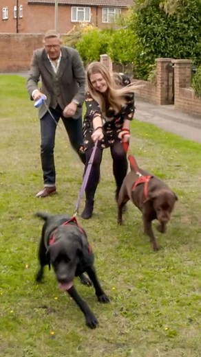 7.9K views · 49 reactions | High-Energy Dogs: The Hidden Dangers You Can’t Ignore! ⚠️ #labrador #dogtraining #doghealth #dogtrainingtips | Dogs Behaving Very Badly | Facebook