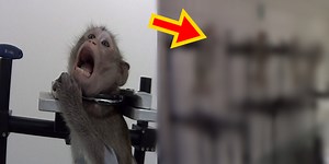 Monkeys Screaming Out In Pain During Animal Testing (Video)