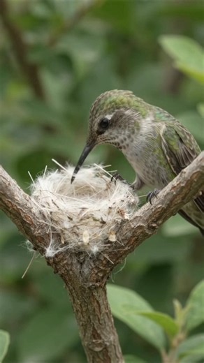 Anna’s Hummingbird Builds a Tiny Nest 🐦🌿 | Incredible Nature’s Architecture #amazed #everwonder