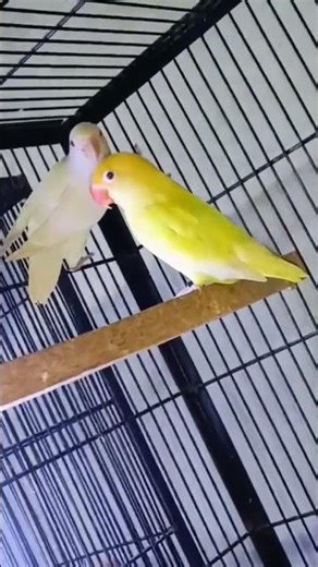 love birds palefellow cremino decino albino healthy active breeder pair