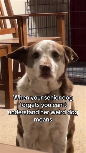 #dog #seniordog #dogtok #olddog