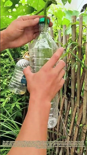 Shielding Harvest: How Farmers Repurpose Plastic Bottles to Protect Luffa Gourds