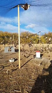 15K views · 272 reactions | These pheasants are ready to fly! Earlier today, we picked up birds and released them at 61 spots throughout the state. Tomorrow's the start of the pheasant hunt. Are you heading afield? Tips: https://go.usa.gov/xPVEn | Utah Division of Wildlife Resources | Facebook