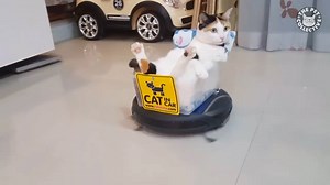 2.5M views · 787 reactions | When someone tells me to sweep the floors: | The Pet Collective | Facebook