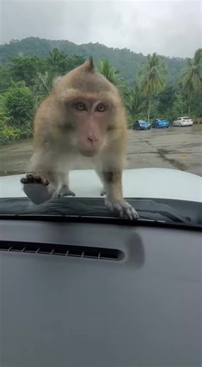 3.4K views · 61 reactions | Monkey Sets Off Car Alarm After Breaking Into Vehicle!  | Lost and Found | Facebook