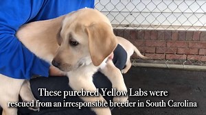 Meet The Three Labs! These purebred Yellow Labs (all males) were rescued from an irresponsible breeder in South Carolina. They will be available for adoption in the next 2 weeks! We are holding a naming contest for them - comment below your favorite names! Tag a friend who may be able to help ;) Follow the link below to fill out an adoption application so you can come to meet them soon! https://homeforgooddogs.org/adoption-application/ | Home for Good Dog Rescue