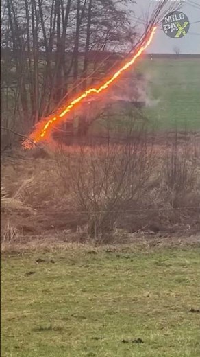 Why Do Trees Catch Fire on Power Lines? 😨⚡