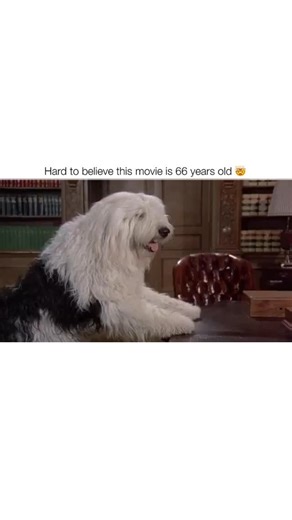 @hardtobelievethismovieis on Instagram: "🎥 The Shaggy Dog (1959) The original Walt Disney movie The Shaggy Dog was released in 1959. As of 2025, that makes it 66 years old. 🤯🐶👨🔁😂 The son of dog-hating former mailman Wilson Daniels (Fred MacMurray), young Wilby (Tommy Kirk) accidentally becomes a canine himself when he stumbles upon an ancient curse. Inadvertently invoking a magical spell engraved on a centuries-old ring, Wilby begins turning into a sheepdog at unpredictable times, only to