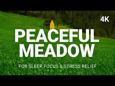 Peaceful Meadow For Sleep, Focus & Stress Relief | 4K Nature Ambience