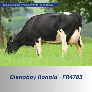 3K views · 26 reactions | Calving season doesn’t have to drag on! Ensure conception with Spermvital semen! Spermvital is the most revolutionary product to hit the Irish market in recent years! Extended lifespan of semen means greater conception rates and less inseminations! | Dovea Genetics | Facebook