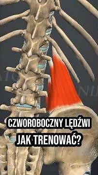 Jak trenować mięsień czworoboczny lędźwi #gym #gymtok #czworobocznylędźwi
