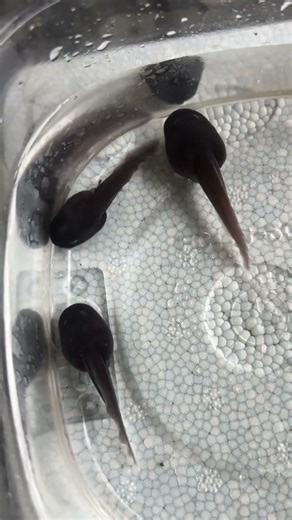 ベトナムコケガエル Mossy bugeyed frog /Theloderma corticale #shorts