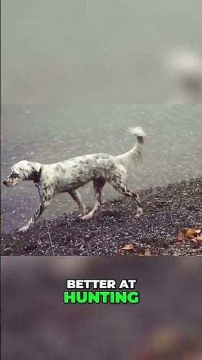 Llewellin Setter vs English Setter
