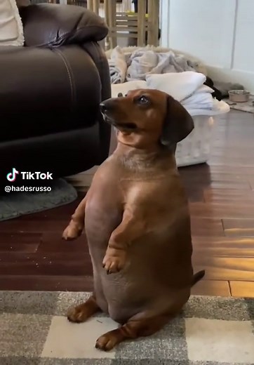 Perro Salchicha Gordo: Meme y Videos Divertidos