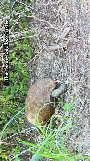 The three toed box turtle #nature #turtle #reptiles