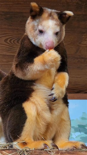 Say hello to these absolute sweethearts! 👋 Meet Ren and Keweng, endangered Matschie's tree kangaroos, a truly unique species found high in the cloud forests of Papua New Guinea. You can help protect them today: 📢 Share their story! Every share brings new advocates. ☕ Drink Conservation Coffee: Support their habitat with every bag of Tree Kangaroo Conservation Coffee (available thru Caffe Vita). 🌱 Go FSC-Certified: Choose wood/paper with the FSC label to protect their forests. Action starts wi
