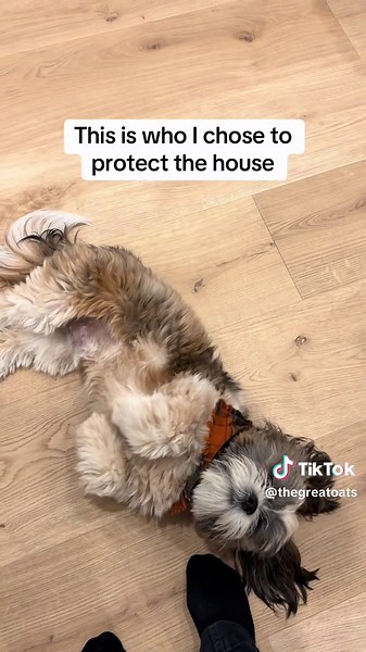 Funny Shih Tzu Puppy Bites Toes