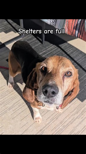 Meet Sammy: A Sweet 10-Year-Old Beagle Ready for Adoption