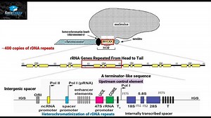 Biogenesis of Ribosomes in Eukaryotes – Lifeboat News: The Blog