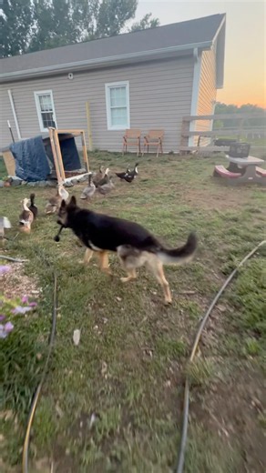 Herding the Ducks 🦆 🐕 #homestead #ducks #germanshepherd #dogtraining #farmanimals