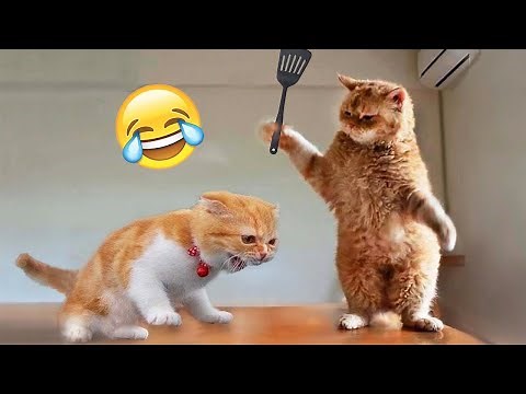 Funniest Animals 🤣 Best Funny Cats and Dogs Videos 😹🐶 Part 18