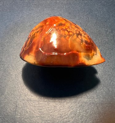 Cypraea mauritia mauritiana ~Uncommon Gerontic Form~ | eBay