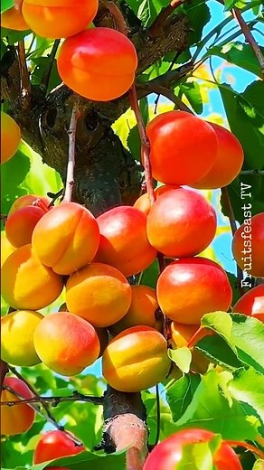 Fresh Juicy Apricots on the Tree! 🍑 Nature’s Sweetest Harvest #Shorts