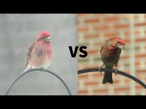 House Finch vs. Purple Finch: What’s the difference?