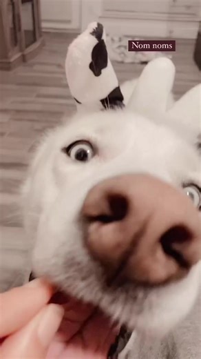 Sage and Loki’s Halloween costumes from this year🤍🖤 #BetheReasonVisa #IntuitTouchdownDance #siberianhusky #whitehusky #huskytalking #huskytalkingtrash #huskytalkingproblems #huskytalksback #ferret