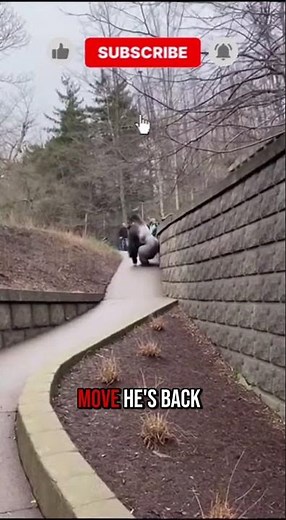 GORILLA ESCAPE: Massive Silverback Leaps Out of Enclosure! (Panic at the Zoo)