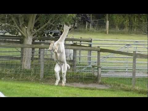 Amazing Dancing Alpaca - Strictly Come Dancing with Alpacas - Bratton's Got Talent.