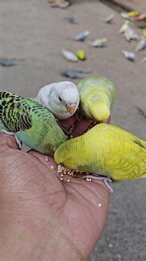 trained parakeets hand feeding at Zoocobia