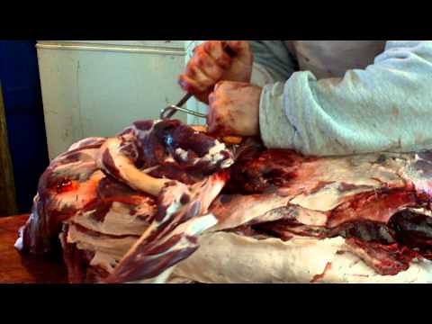 Cut Deer 8 minutes Heid Wild Game, Bone.MOV