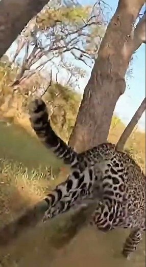 Leopard Play Behavior Captured in the Wild Amazing agility in action #wildlife #bigcats #nature