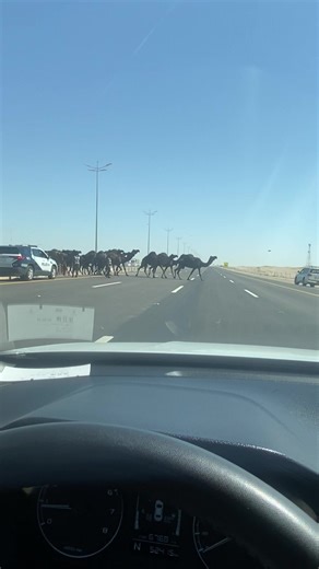 شرح كلمة البل