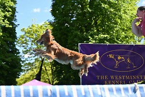 Good Dogs Pull Stupid Faces at Westminster Dog Show’s Dock-Diving Competition