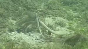 A Lesson In Octopus Mating