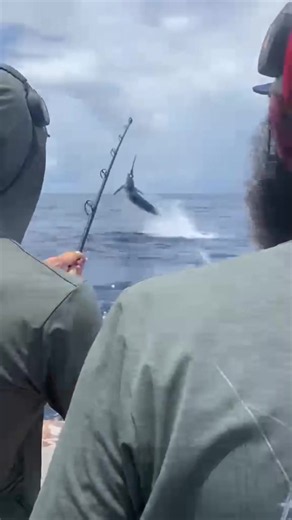 Blue Marlin Fishing Techniques: Catching Marlin on Exodus