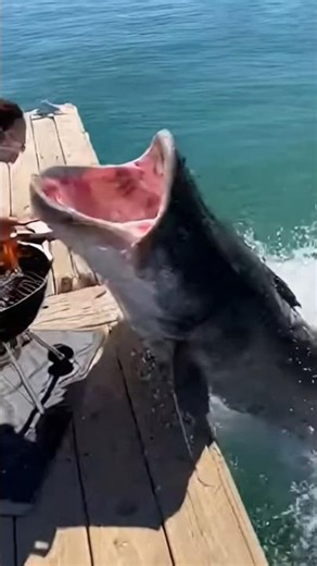 Daytime Dock BBQ Interrupted By A Giant Catfish #youtubeshorts