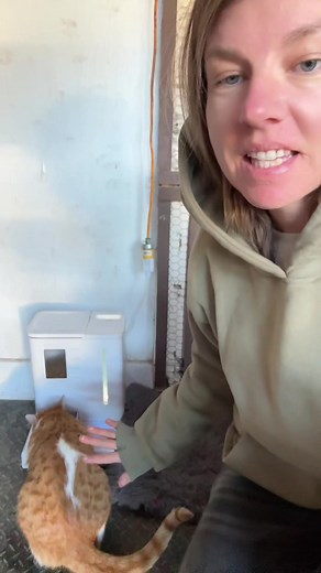 Smart Feeder: Simplifying Cat Care with Tech