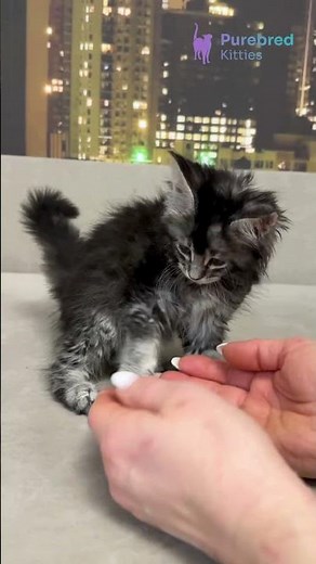 Meet Joy: Loving Maine Coon in Shimmering Black Silver Ticked Tabby Coat and Green Eyes💚🐾 #MaineCoon