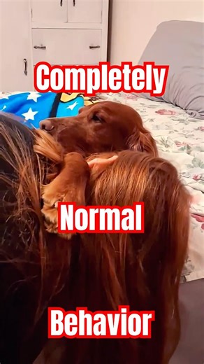 Live highlight Sometimes You Just Need Your Dog #dogsofyoutube #irishsetter #redheads