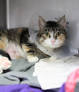 Trap Neuter Return (TNR)