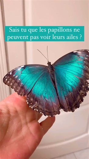 849K views · 16K reactions | Avoir confiance en soi est l’investissement de toute une vie, dans un monde qui s’évertue à rabaisser incessamment. Ma vie a pris un tournant nouveau lorsque je me suis adonné, non sans péripéties, à la pensée positive. J’apprends chaque jour à m’unir aux différentes parts qui me constituent pour briller de ma propre lumière, pleinement.Chanson : Thank you for being you de OctaSounds | Cédric | Facebook