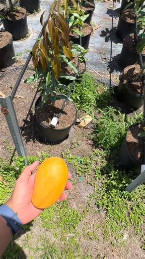 425 reactions · 32 comments | The Legendary Lemon Zest Mango  省 We talk about the legendary lemon zest mango, which is one of the best mango varieties you can get. It has won countless awards for its flavor and electrifying citrus taste, and is a fan favorite among mango collectors due to its low fiber content. When the mango turns a bright orange color, you know it is ripe to perfection. #MangoLover #lemonzestmango | Zill High Performance Plants | Facebook